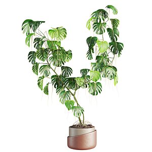 monstera 3D model
