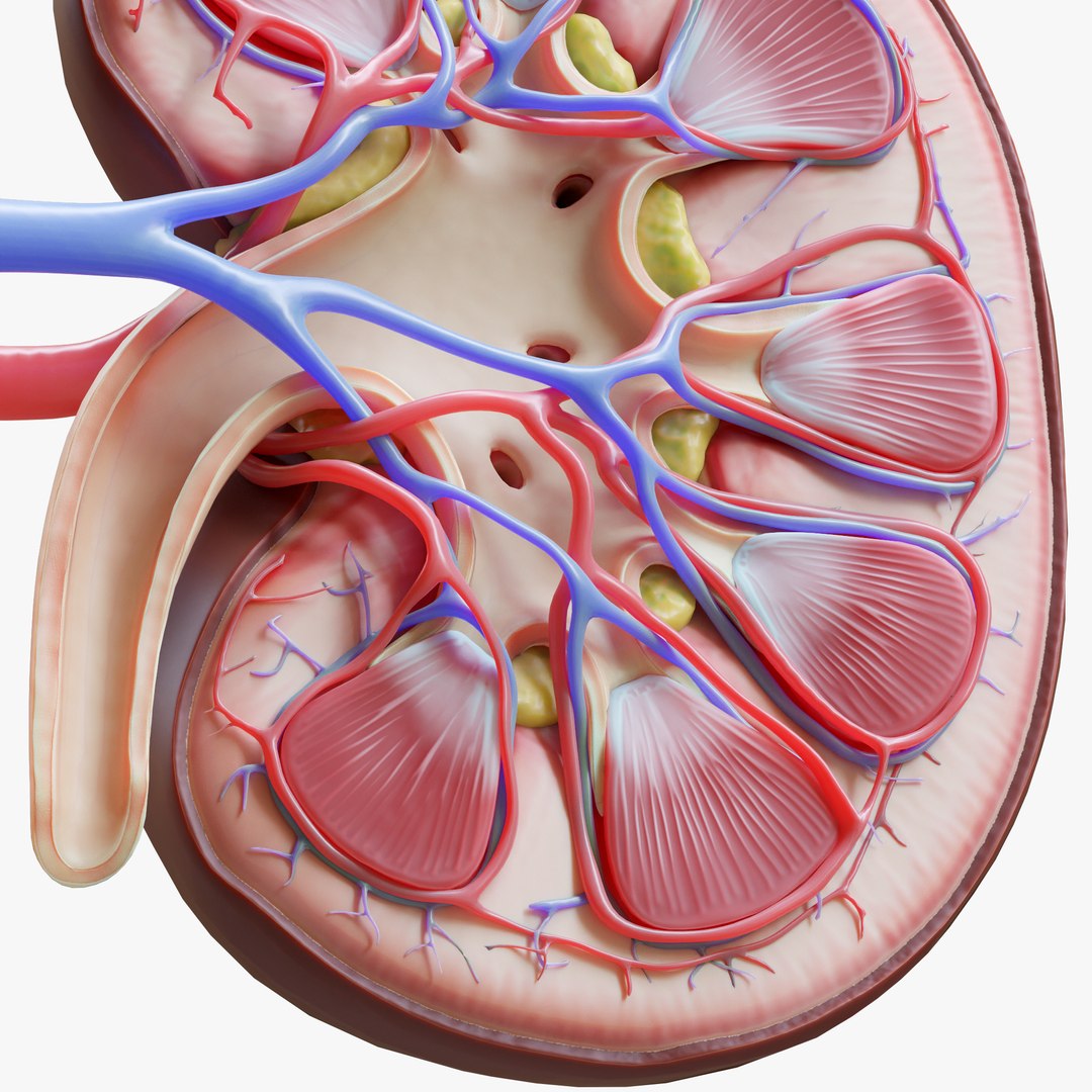 Human Kidney Anatomy Cross Section model https://p.turbosquid.com/ts-thumb/rj/IoitMz/0q/7/png/1637484974/1920x1080/fit_q87/98644a2a2375bbf560ace1251075048e387334b1/7.jpg