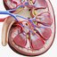 Human Kidney Anatomy Cross Section