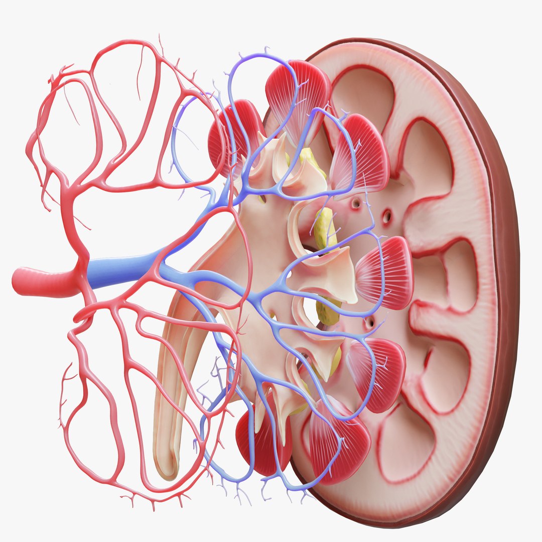 Human Kidney Anatomy Cross Section model https://p.turbosquid.com/ts-thumb/rj/IoitMz/7H/3/png/1637484967/1920x1080/fit_q87/4c75752a8eafae76609b4518d0a0b15a4d8f3967/3.jpg