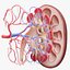 Human Kidney Anatomy Cross Section