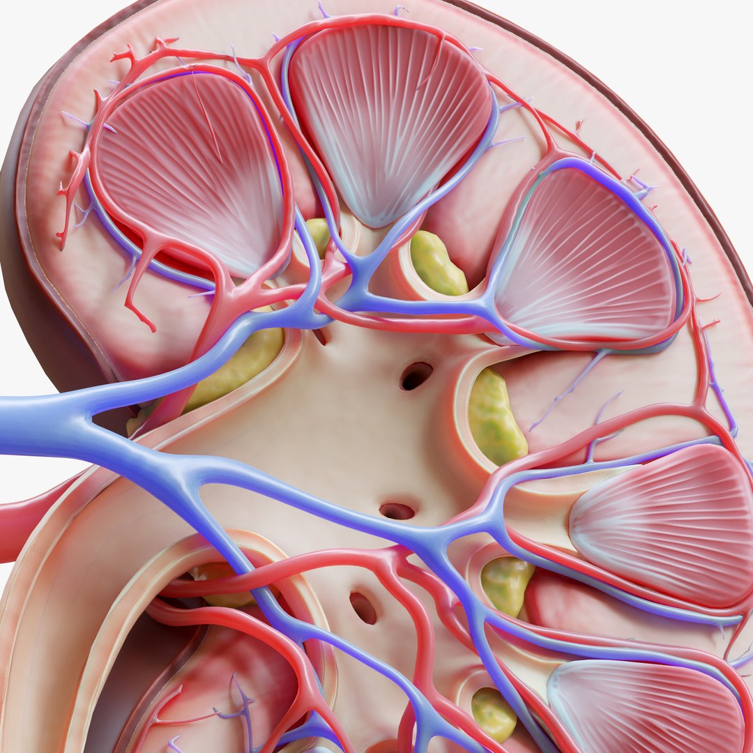 Human Kidney Anatomy Cross Section model https://p.turbosquid.com/ts-thumb/rj/IoitMz/C6/5/png/1637484982/1920x1080/fit_q87/10957ab16f6510a0e1f32c6ce97568aee143d80b/5.jpg