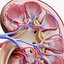 Human Kidney Anatomy Cross Section
