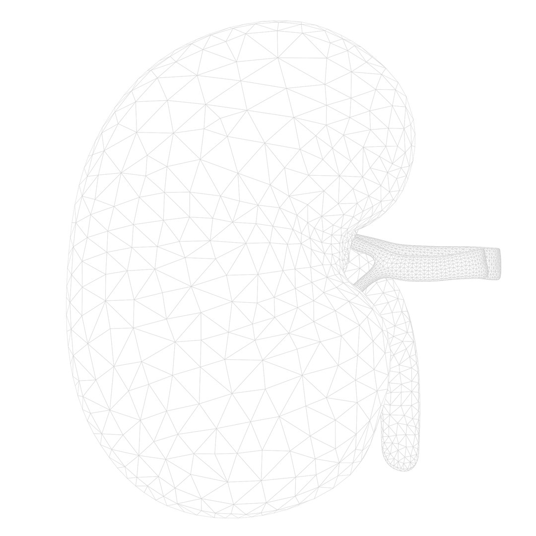 Human Kidney Anatomy Cross Section model https://p.turbosquid.com/ts-thumb/rj/IoitMz/JT/render_wireframe_001/png/1637484116/1920x1080/fit_q87/62aa22a18eef9b76117de6bcf8e17db6f17e1497/render_wireframe_001.jpg