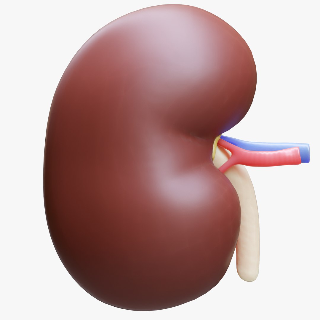 Human Kidney Anatomy Cross Section model https://p.turbosquid.com/ts-thumb/rj/IoitMz/QD/4/png/1637484958/1920x1080/fit_q87/1b59e04383c44c4cc005e1346c00b914fc3497c1/4.jpg