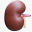 Human Kidney Anatomy Cross Section