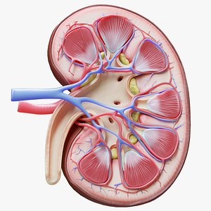 Human Kidney Anatomy Cross Section