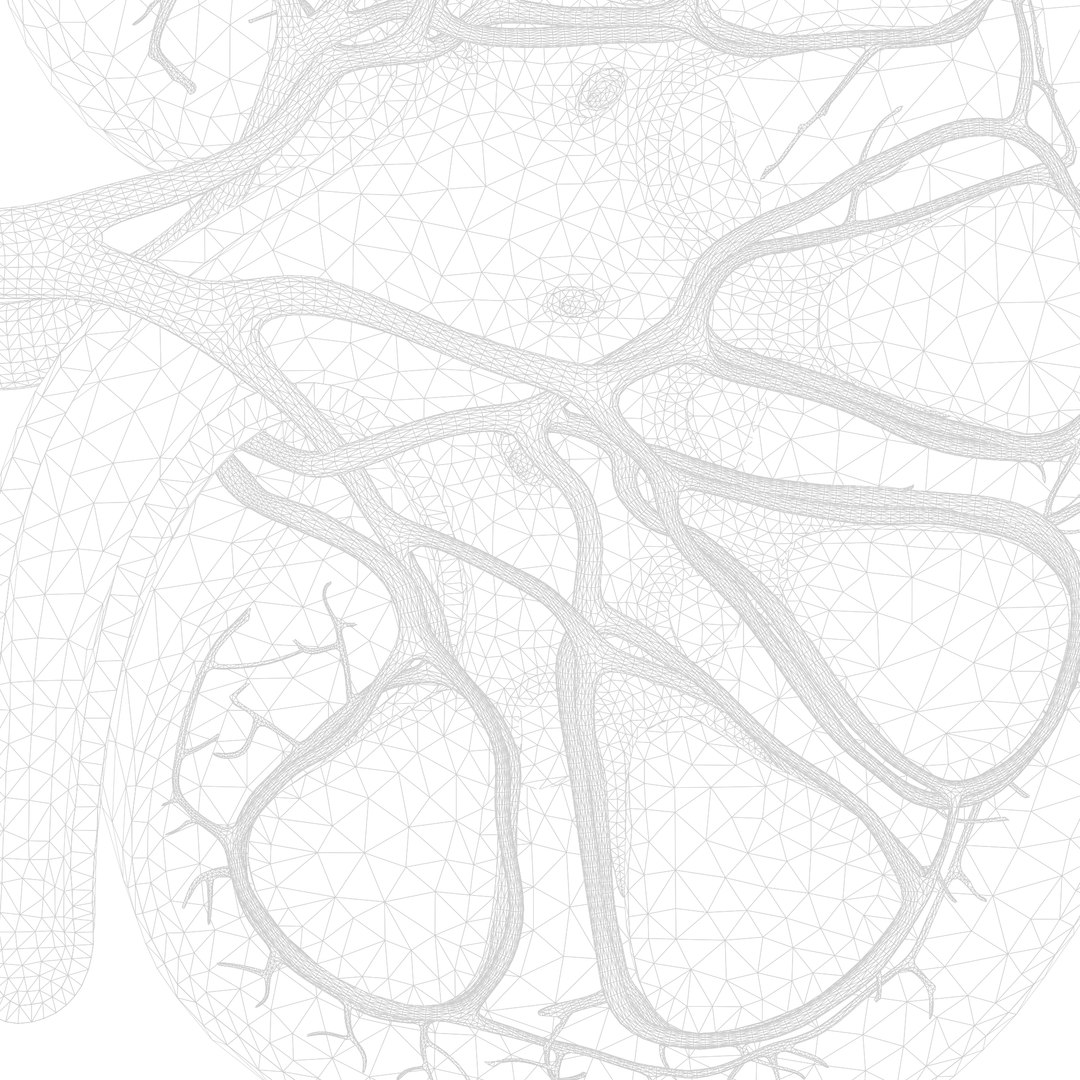 Human Kidney Anatomy Cross Section model https://p.turbosquid.com/ts-thumb/rj/IoitMz/dk/render_wireframe_002/png/1637484163/1920x1080/fit_q87/1351fdd4eb9bb68d4222c45fa7d6fb211b45bd4b/render_wireframe_002.jpg