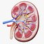Human Kidney Anatomy Cross Section