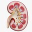 Human Kidney Anatomy Cross Section