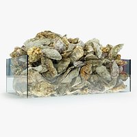 Oyster collection 7 assets Mediterranean Versailles Eastern Crassostrea virginica  Atlantic American