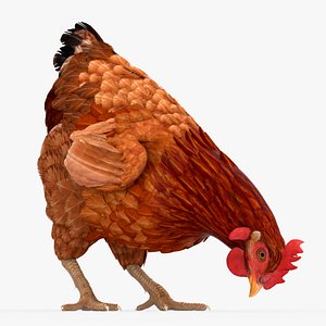 Chicken Pecking Ground Animated Rigged For Blender