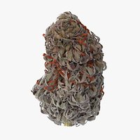 Marijuana Bud 02 01