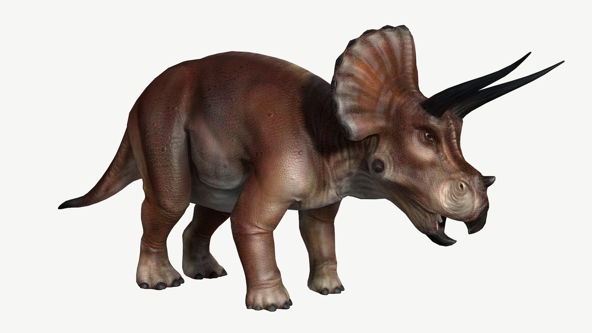 3d Model Triceratops