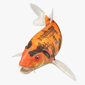 Koi Fish Rigged