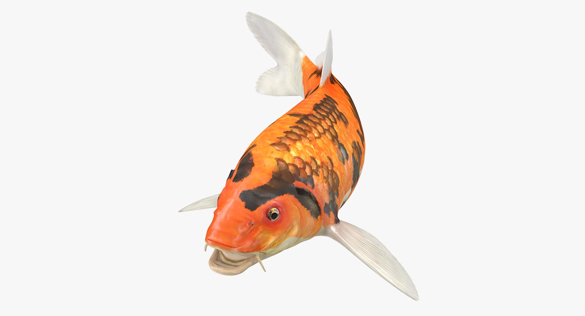 Koi Fish Rigged 3D model preview