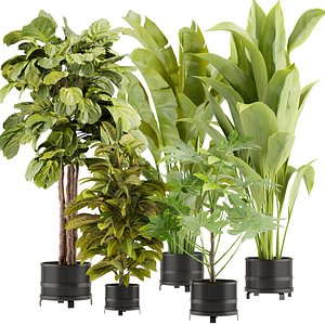 3D Collection plant vol 373 - indoor - fiddle - banana - Croton - peace - lily  - blender - 3dmax - cin model