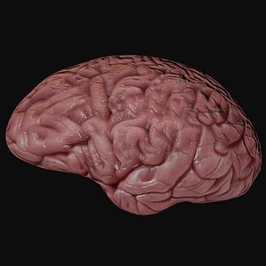 brain model