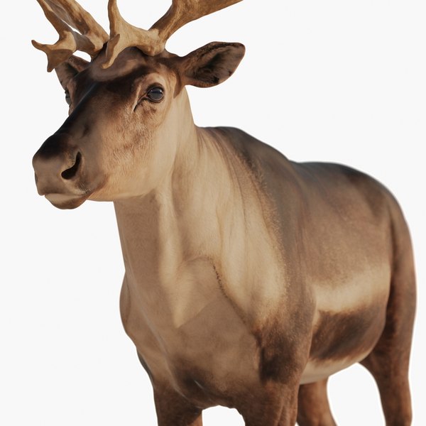3D reindeer Zbrush model