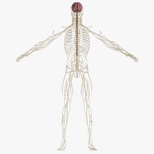 nervous anatomy brain model