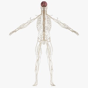 Nervous System
