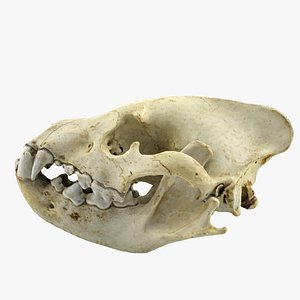 realistic hyena skull 3d 3ds