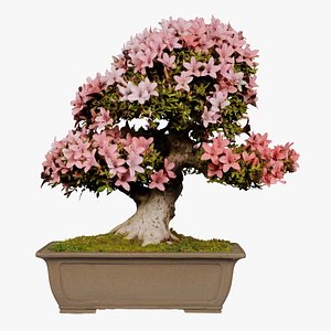 3D model Satsuki Azalea Pink and White Rhododendron Indicum Bonsai Tree Remastered