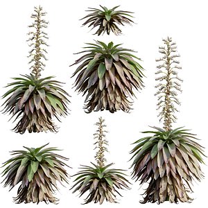 Alcantarea imperialis - Giant Bromeliad - Imperial Bromeliad 04 3D