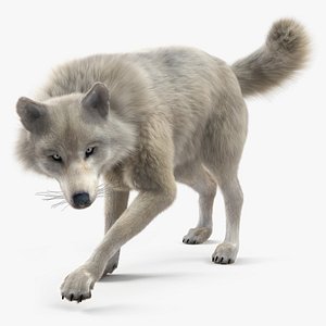 Arctic Wolf Fur Rigged