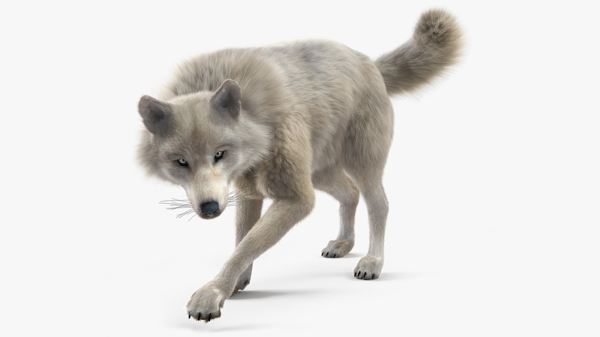Arctic Wolf Fur Rigged 3D model preview