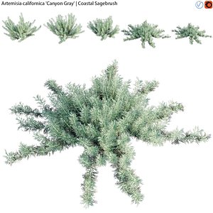 Artemisia californica 01 3D model