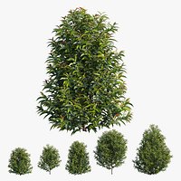 Syzygium campanulatum