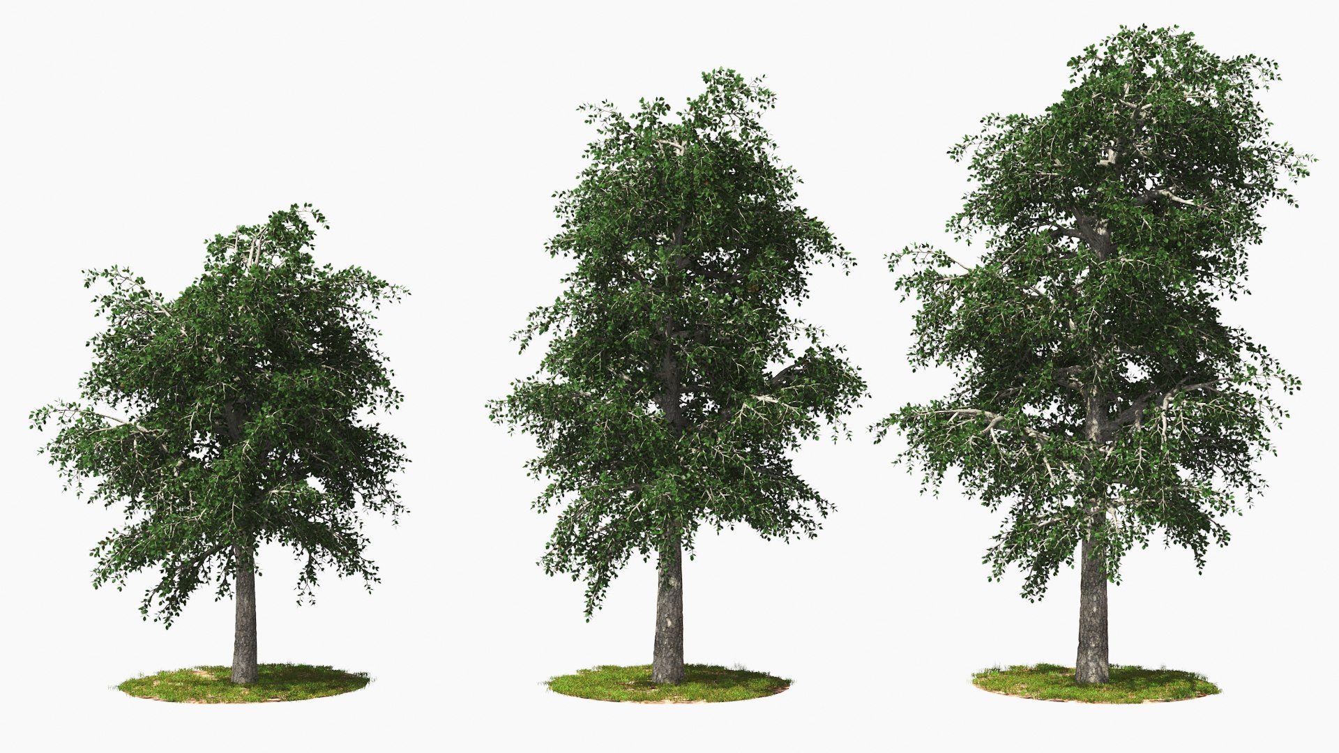 3D tree animation model - TurboSquid 1483590