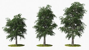 3D tree animation model