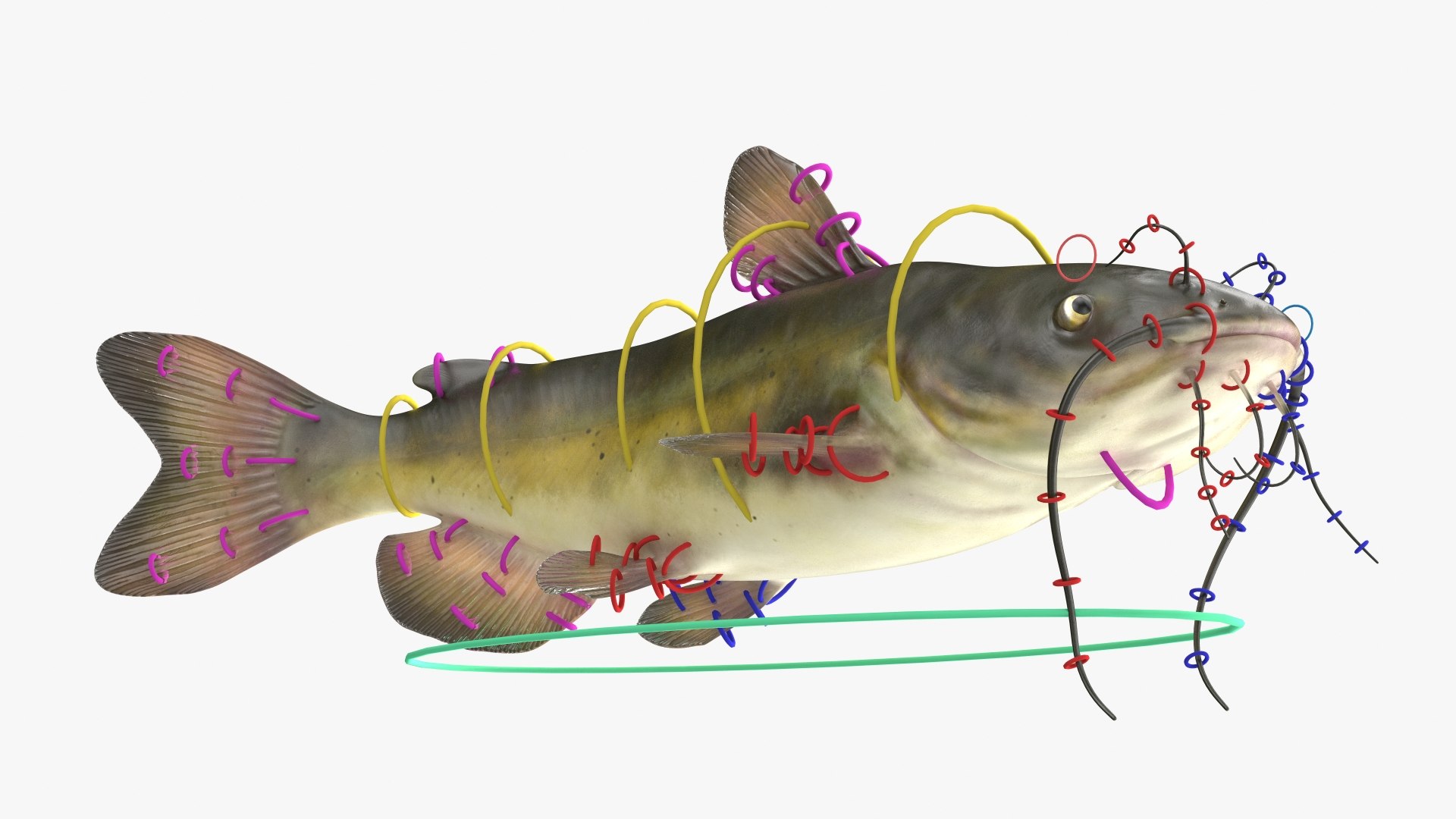 Freshwater Fish Rigged Collection 3 3D model https://p.turbosquid.com/ts-thumb/rk/u0TFew/My/rigged_freshwater_fish_collection_3_006/jpg/1768146784/1920x1080/fit_q87/377ccc0224453c9df9fa6eb354a0699ba4a1b763/rigged_freshwater_fish_collection_3_006.jpg