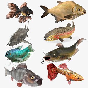 Freshwater Fish Rigged Collection 3
