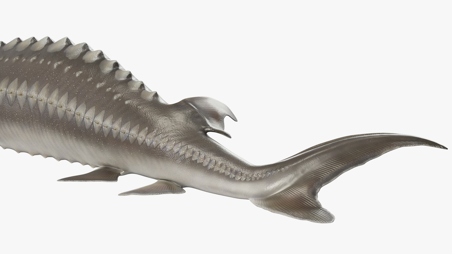 Freshwater Fish Rigged Collection 3 3D model https://p.turbosquid.com/ts-thumb/rk/u0TFew/Qm/rigged_freshwater_fish_collection_3_020/jpg/1768146791/1920x1080/fit_q87/dfa7cf1c7e80db49441c4f8f748bb196bc55a408/rigged_freshwater_fish_collection_3_020.jpg