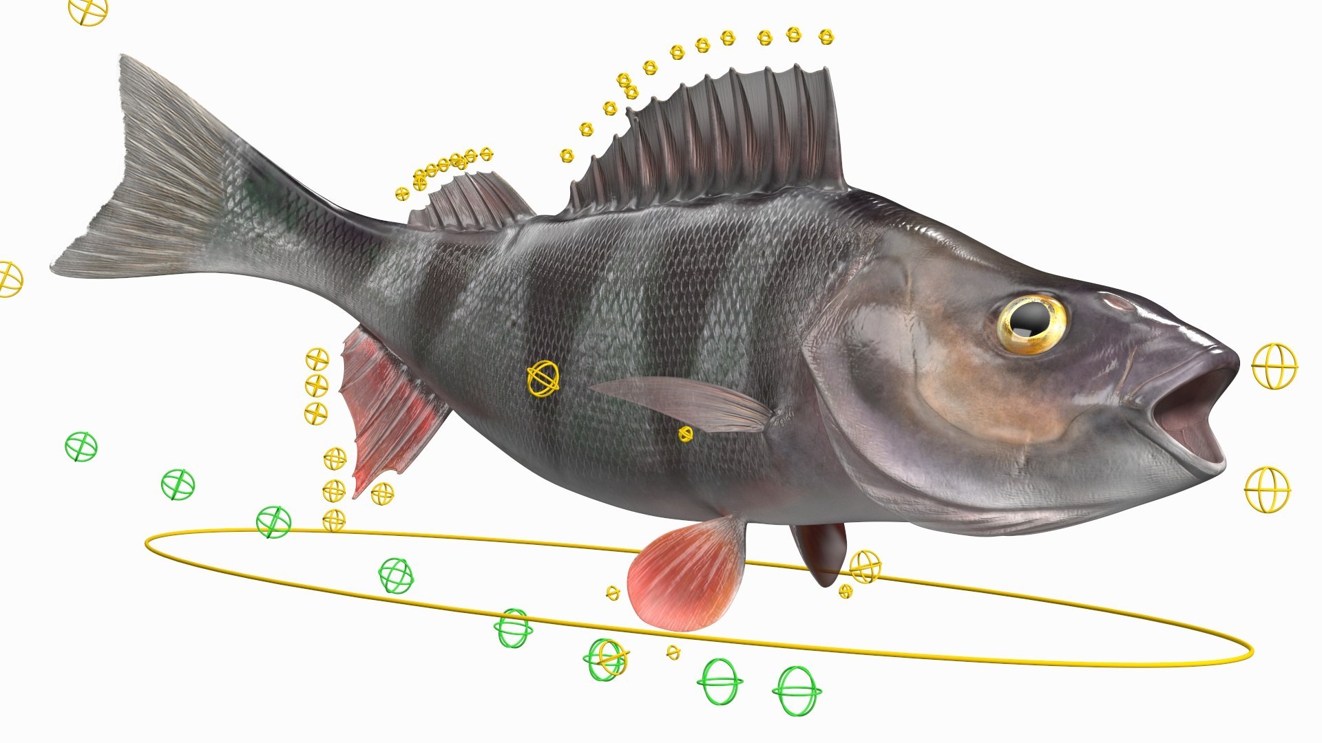 Freshwater Fish Rigged Collection 3 3D model https://p.turbosquid.com/ts-thumb/rk/u0TFew/RV/rigged_freshwater_fish_collection_3_049/jpg/1768146805/1920x1080/fit_q87/6dbf4b5f609321443b600c9ecf553728cc009a17/rigged_freshwater_fish_collection_3_049.jpg