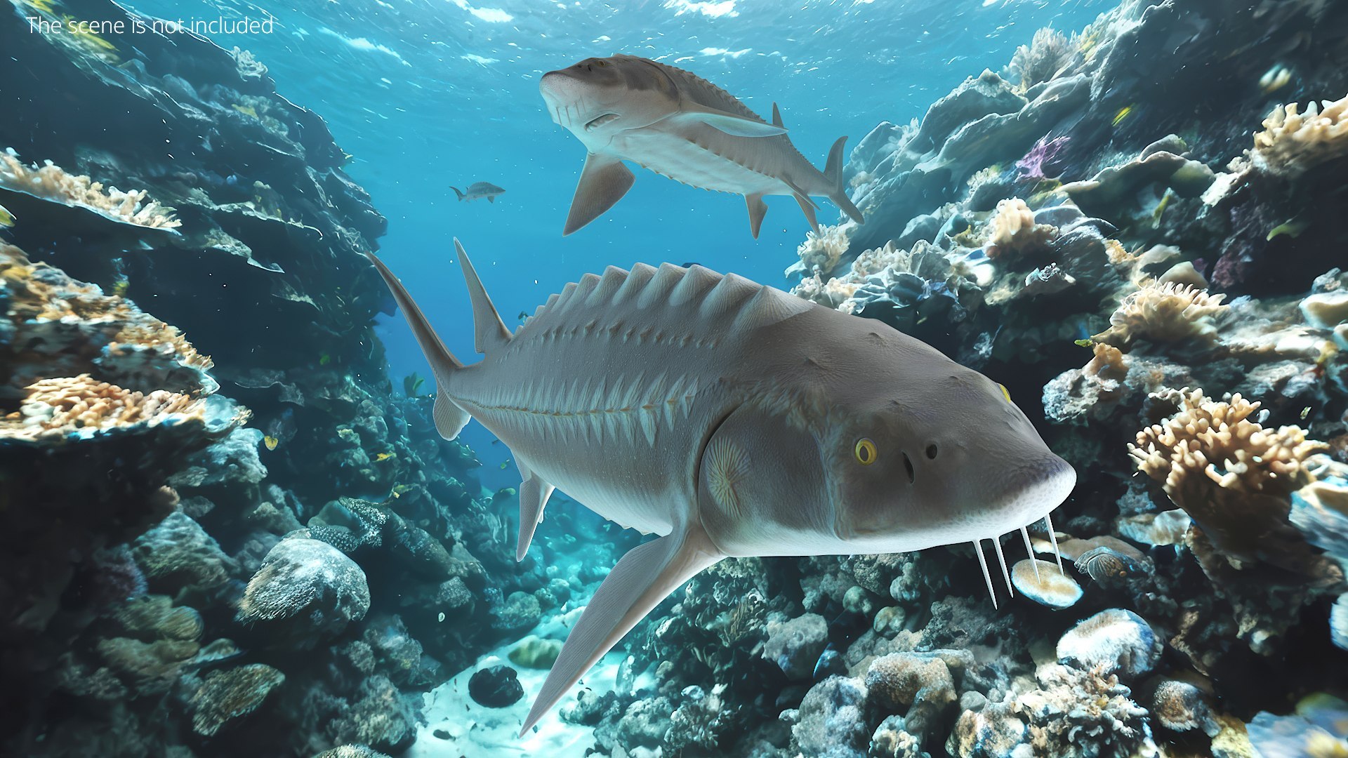 Freshwater Fish Rigged Collection 3 3D model https://p.turbosquid.com/ts-thumb/rk/u0TFew/ss/rigged_freshwater_fish_collection_3_017/jpg/1768146789/1920x1080/fit_q87/88d78252b9c5cd731ae9ef0d93ab85b9b7258103/rigged_freshwater_fish_collection_3_017.jpg
