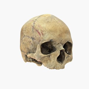 3D model Old Human Skull
