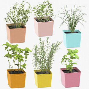 Indoor Herbs Collection