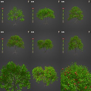 2021 PBR Pomegranate Collection - Punica Granatum 3D