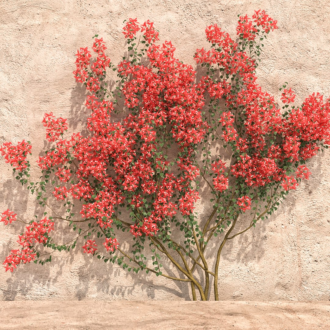 set bougainvillea 2 max https://p.turbosquid.com/ts-thumb/rl/RJPK8V/73dX3Uly/5/jpg/1468197255/1920x1080/fit_q87/c16ced86a3a00b68c497bda0cbd73e8ae54a0d9a/5.jpg