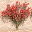 Bougainvillea set 2
