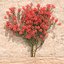 Bougainvillea set 2