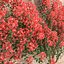 Bougainvillea set 2
