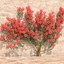 Bougainvillea set 2