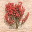 Bougainvillea set 2