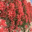 Bougainvillea set 2