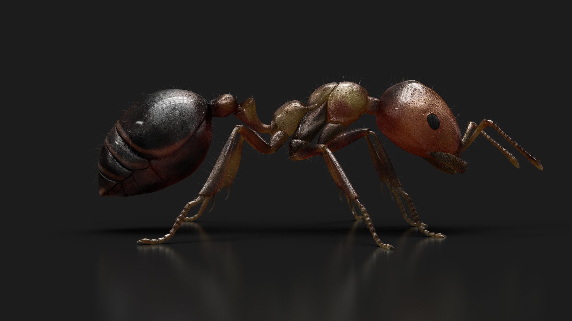 3D Model Ant RIG - TurboSquid 2148363
